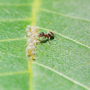 蚂蚁在关闭的胡桃树叶上收集来自两栖蜂群的蜜图片