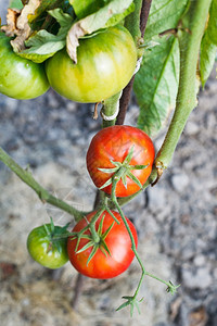 夏日花园中成熟的红番茄种植图片