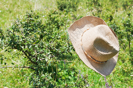 在阳光明媚的白天牛仔帽挂在刺丛上图片
