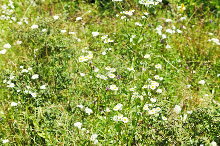 阳光明媚的夏日草原上盛开的花朵图片