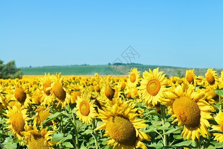 夏季日高加索地区田上的向日葵花图片