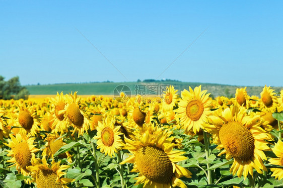 夏季日高加索地区田上的向日葵花图片