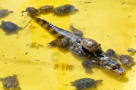 黄水中许多红皮滑板海龟和鳄鱼图片