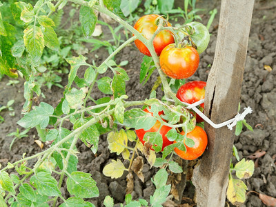 夏日在花园的灌木丛上加了几个红番茄图片
