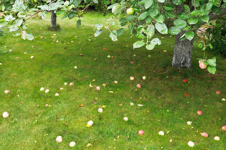 夏天成熟的苹果在树下面的绿草上图片