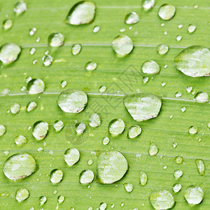 雨滴在虹膜植物的绿叶上雨后紧闭图片