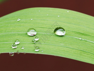 爱丽丝植物绿叶上的雨滴后紧闭图片
