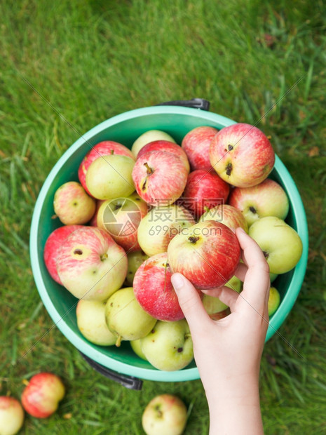 女孩在夏日水果园的桶里收集成熟苹果图片