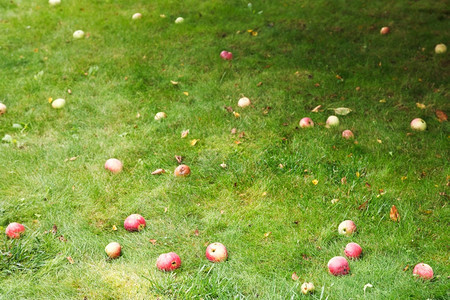 红成熟苹果在夏日的绿草坪上图片