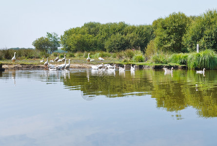 法国布赖尔地区自然公园布赖尔沼泽的野鹅群图片