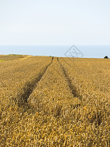 法国英吉利海峡岸诺曼底小麦田图片