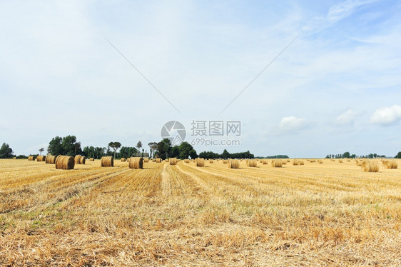 在法国诺曼底收获的田地上带干草卷的全景图片