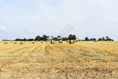 在法国诺曼底收获的田地上带干草滚的风景图片