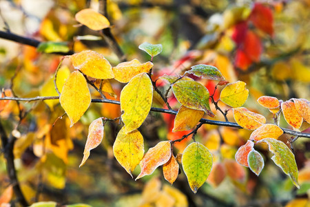 秋林的红树叶图片