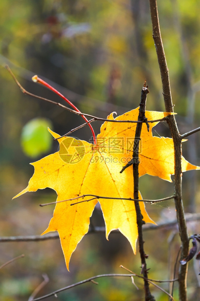 秋天森林树枝上最后一片黄树叶图片