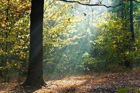 阳光照耀的着秋天的森林图片