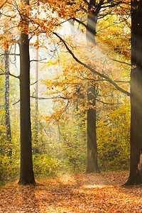阳光照耀的着秋天的森林图片