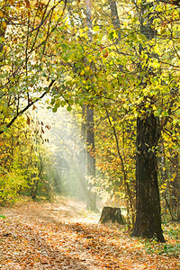 黄色秋天森林中的阳光束照足迹图片