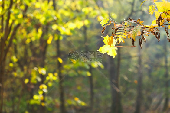 在阳光明媚的秋天树叶和在森林中坠落图片