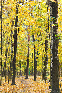 秋天黄树森林中的徒步图片