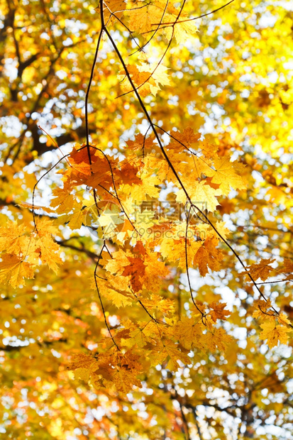 秋林树枝上黄的叶图片