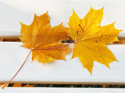 秋天有两张落的树叶秋天坐在长凳上图片