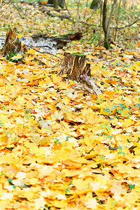 秋林树丛周围的黄色绿叶图片