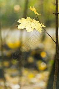 秋木树枝上的黄木叶图片