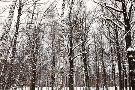 冬季雪林中裸露的橡树和圆木干图片