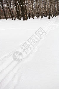 冬季在比切森林边缘运行的雪橇图片