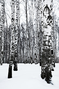 冬季雪中白树林的裸干图片