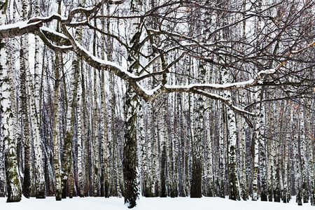 冬季积雪覆盖的树枝和林图片