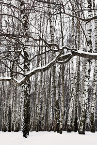 冬季雪花覆盖的树枝和白丛图片