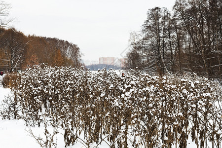 雪下时城市公园的灌木丛图片