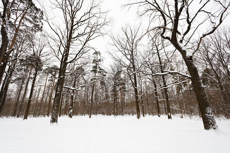 冬季森林边缘的雪覆盖了橡树和松图片
