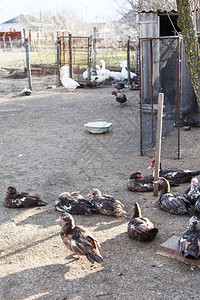 春天在村里养鸡场的鸭子和鹅图片