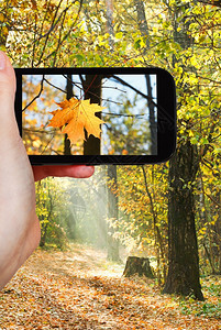 旅行概念旅游者用移动工具拍摄秋季森林的叶照片图片