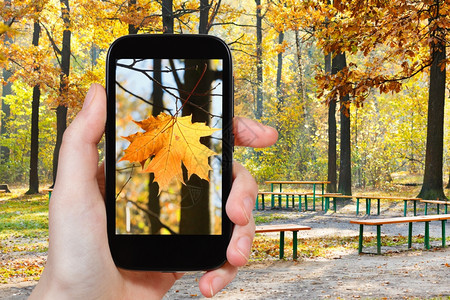 旅行概念旅游者在秋季城市公园用移动工具拍摄叶照片图片