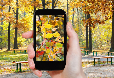 旅行概念旅游者用移动工具拍摄秋季城市公园冷冻叶子的照片图片