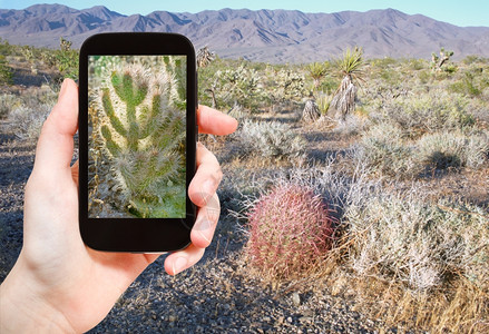 旅行概念美国Mojave沙漠移动工具上的仙人掌旅游拍摄照片图片