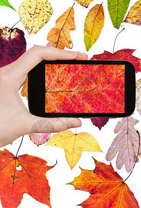 拍摄花朵概念游客拍摄智能手机上秋天落叶的照片图片