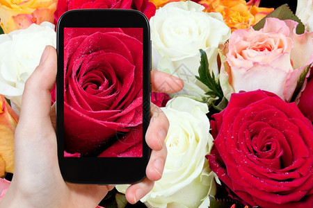 拍摄鲜花的概念游客拍照新鲜的湿红玫瑰关闭在智能手机上图片