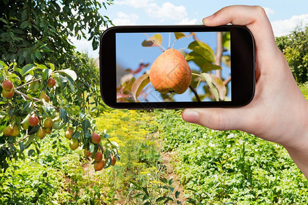 旅行概念游客在智能手机上的水果园中拍摄树上成熟的黄色和红梨子图片