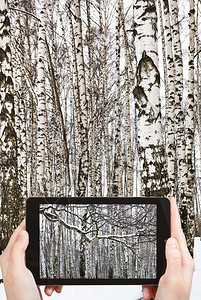 旅行概念旅游者在冬季用智能手机拍摄雪覆盖的树枝和丛图片