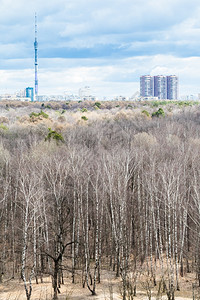 寒冷的春日森林和城市中的枯树图片
