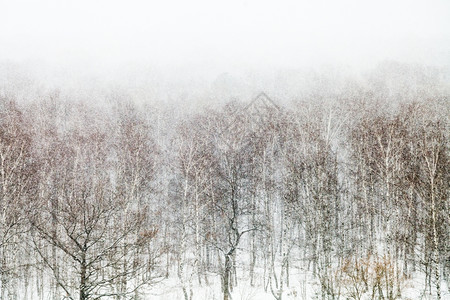 春雪暴风中的橡树和白花春天的森林背景图片