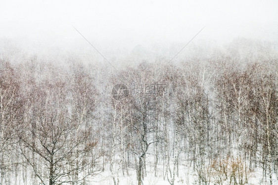 春雪暴风中的橡树和白花春天的森林图片