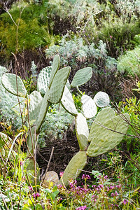 春天西里山野草地上的仙人掌图片