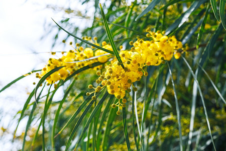 西西里岛含羞草树金合欢树金合欢树的黄色花朵在春天关闭图片