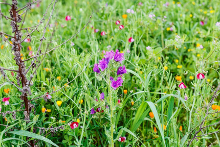 春天意大利西西里山上草地上的野花图片
